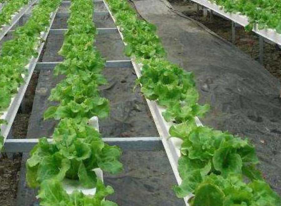 無土栽培營養(yǎng)液消毒