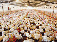 臭氧發(fā)生器發(fā)展方向及在養(yǎng)殖中的應(yīng)用