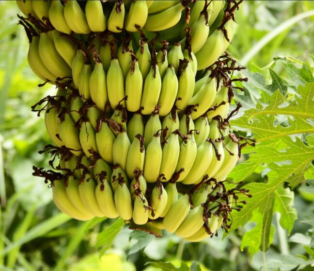 用臭氧處理香蕉洗滌水