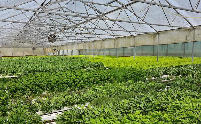 臭氧納米氣泡機(jī)在生菜NFT水培系統(tǒng)中生長(zhǎng)試驗(yàn)