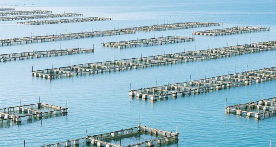 臭氧發(fā)生器處理海水養(yǎng)殖尾水原理及效果